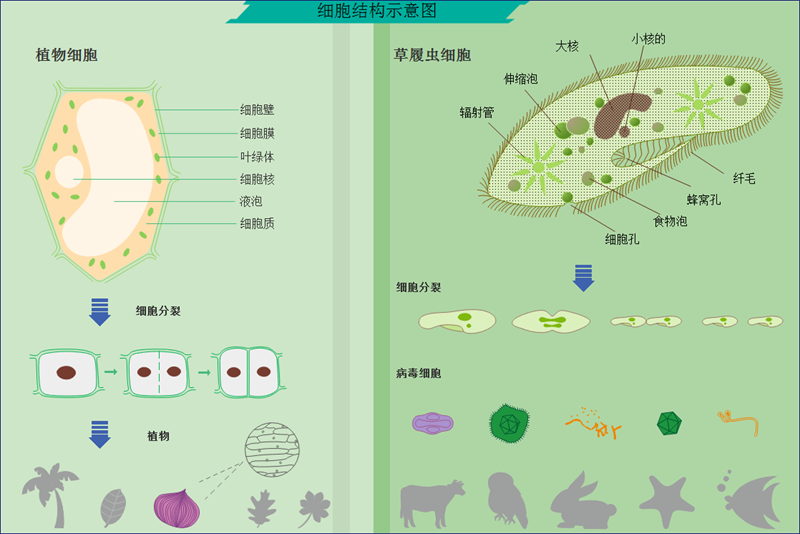 细胞核示意图