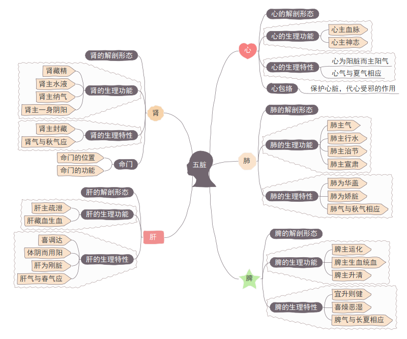 五脏思维导图
