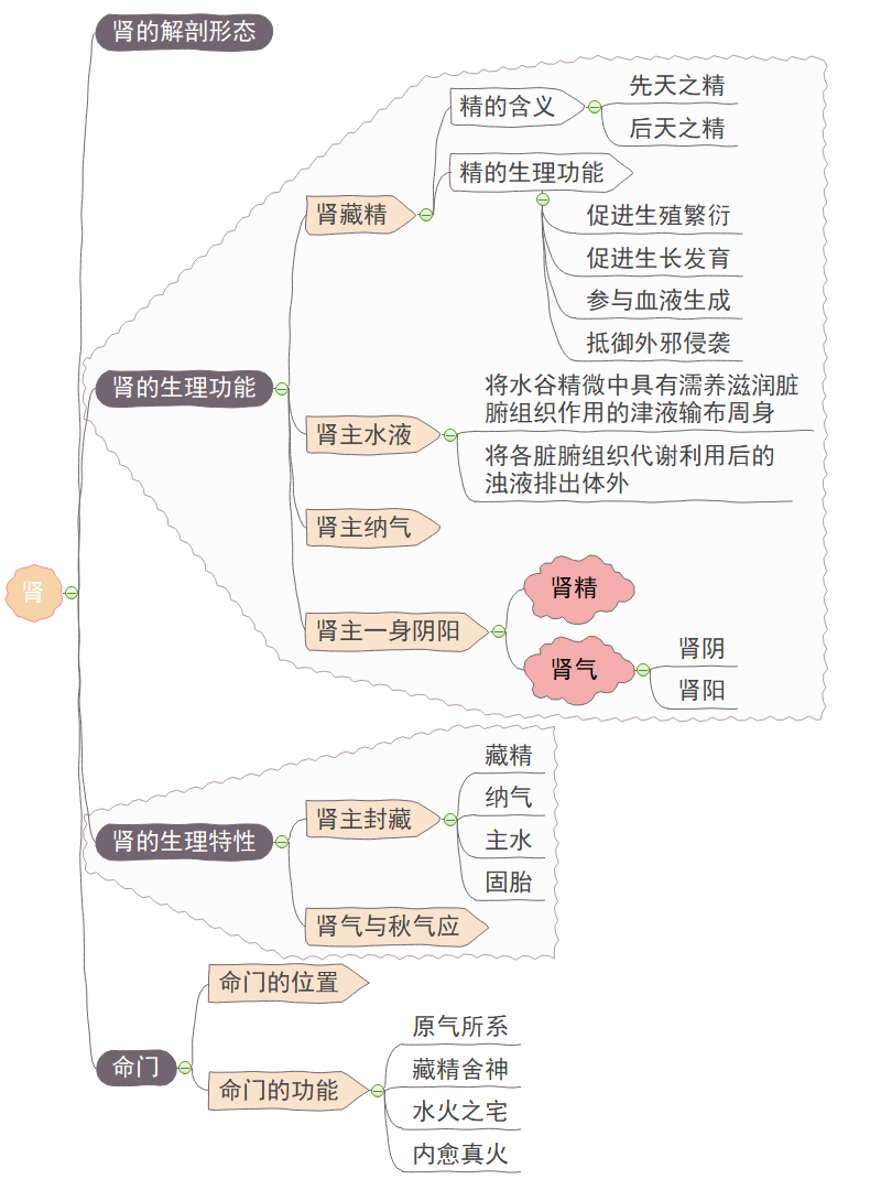 五脏思维导图
